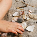 april12seashells