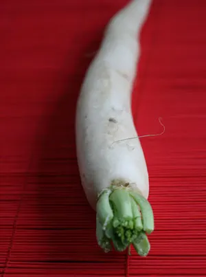 A daikon radish