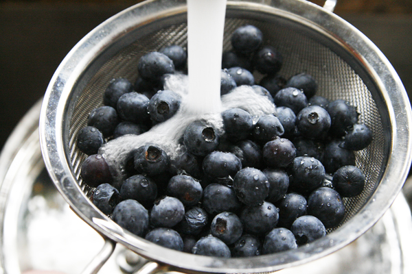 highbush blueberries