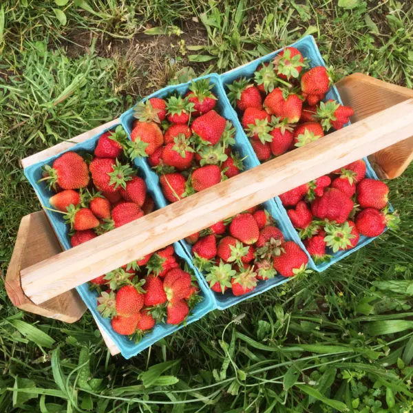 A crate holds six quarts of strawberries in this picture illustrating the post how to freeze fresh strawberries.