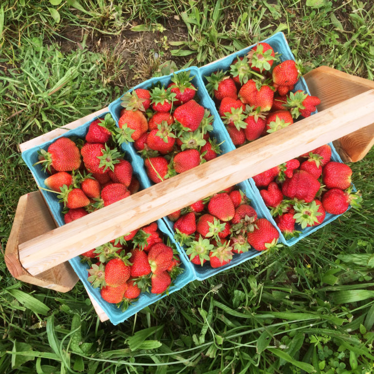 Strawberry Picking as a Family Tradition