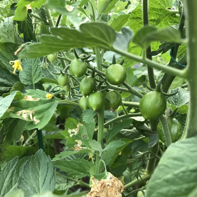Weekend Farmers' Market Blogging: Week 6