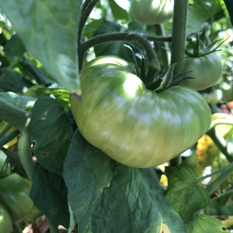 A Farewell to Weekend Farmers' Market Blogging
