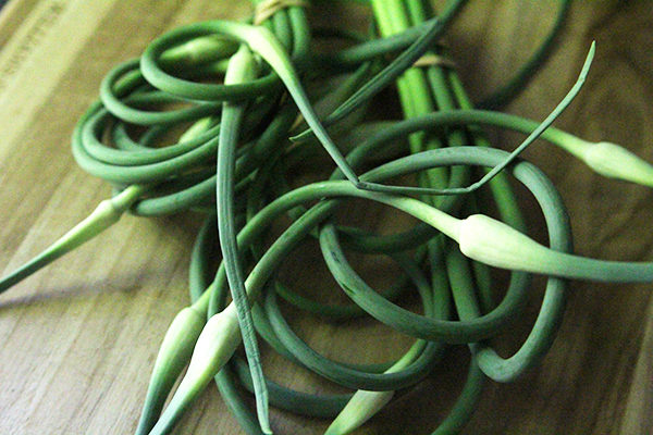Garlic Scapes are the curly tops of garlic