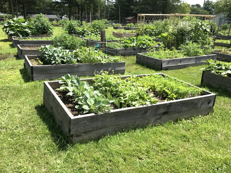 How Homegrown Food Preserves Culture, Flavor & Sustainability