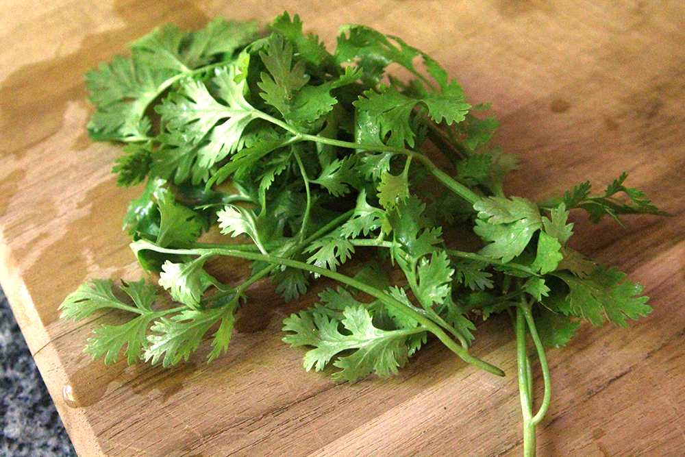 Looking for herbs to plant in your beginner garden? Cilantro is  one good option.