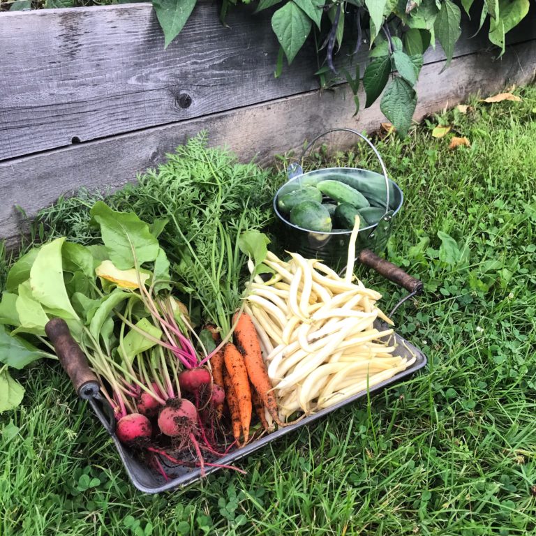 In Our Maine Garden: Sometimes Your Bounty is Just Under the Soil