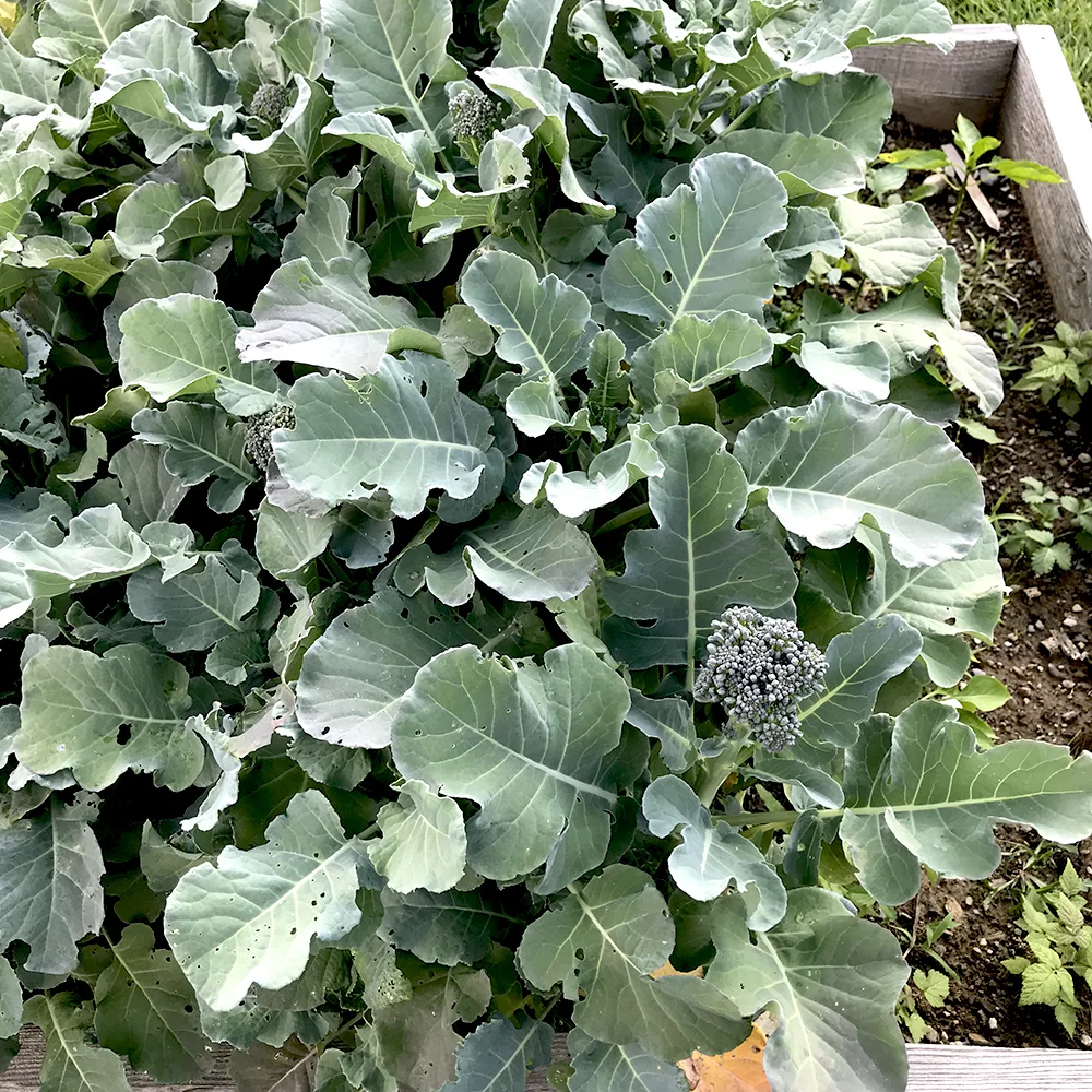 Broccoli is among our mid-summer's produce.