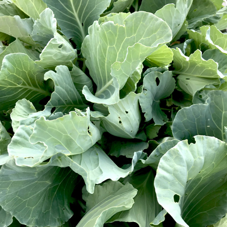 In Our Maine Garden: Mid-Summer's Produce Dreams