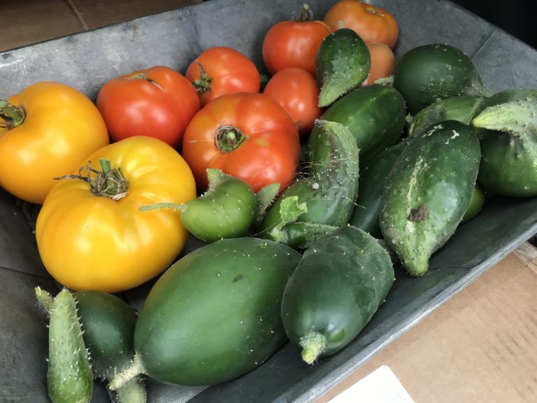 In Our Maine Garden: Growing and Putting Up