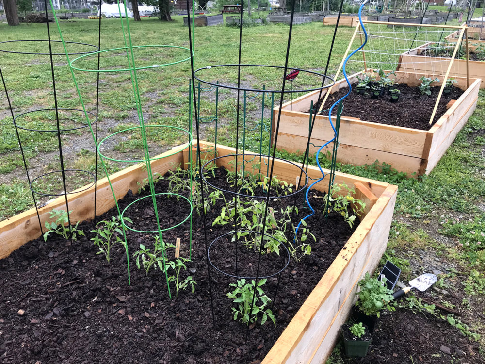 Caging tomatoes is made easier with a simple switch in technique. This image shows a wooden raised garden bed with multiple tomato plants in cages.