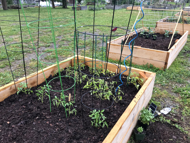 This Planting Hack Makes Caging Tomatoes Easier