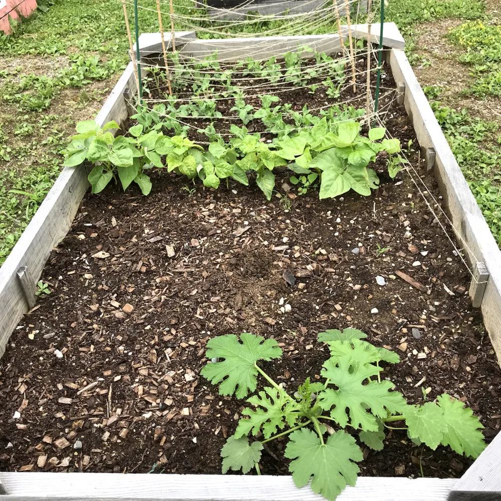 A look at a raised bed garden that's growing slowly.