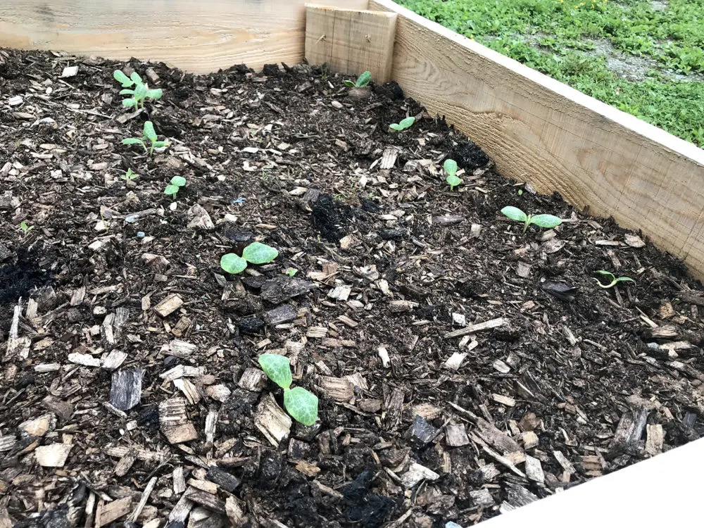 Summer squash begins to grow in a raised bed.