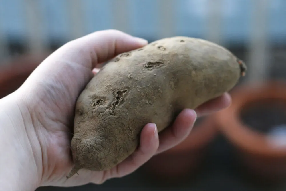 A raw sweet potato is held in a hand.