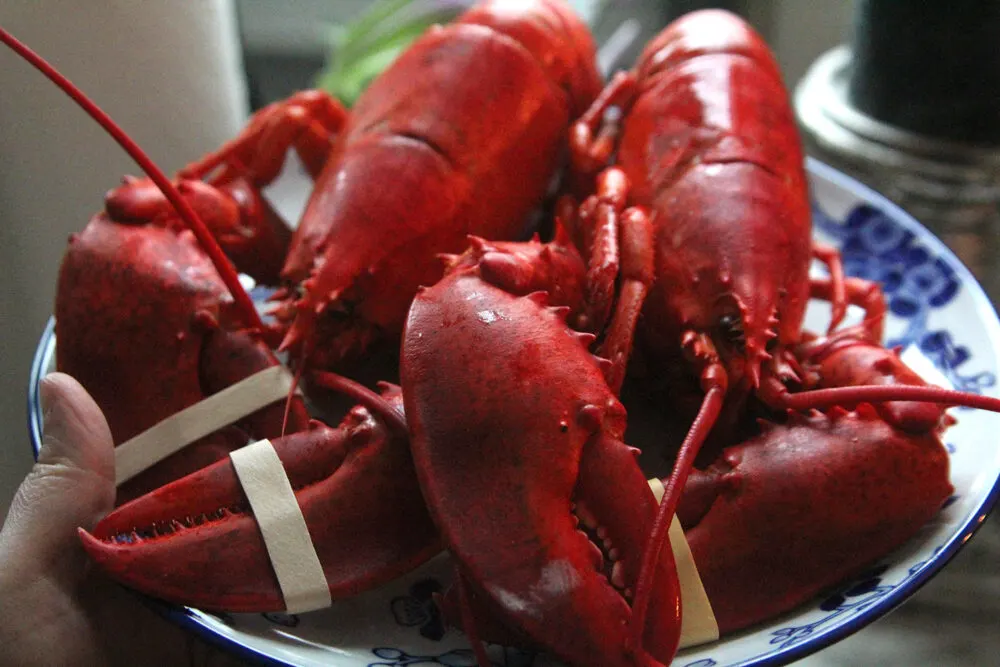 Two red lobsters sit on a blue and white flowered plate held aloft in the air by a disembodied hand.