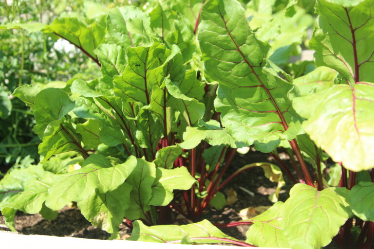 How to Live a Little Greener This Summer