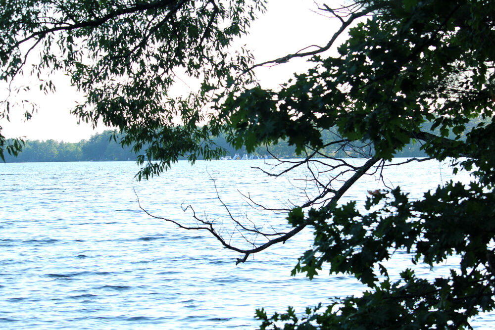 A lake is shown with leafy branches in the foreground.