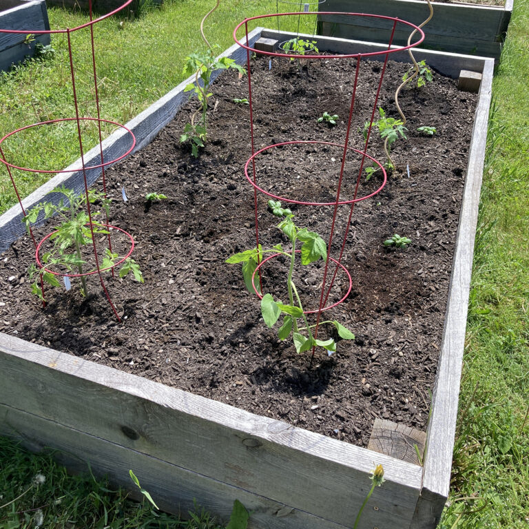 Our Return to the Community Garden isn't the Small Step I Planned